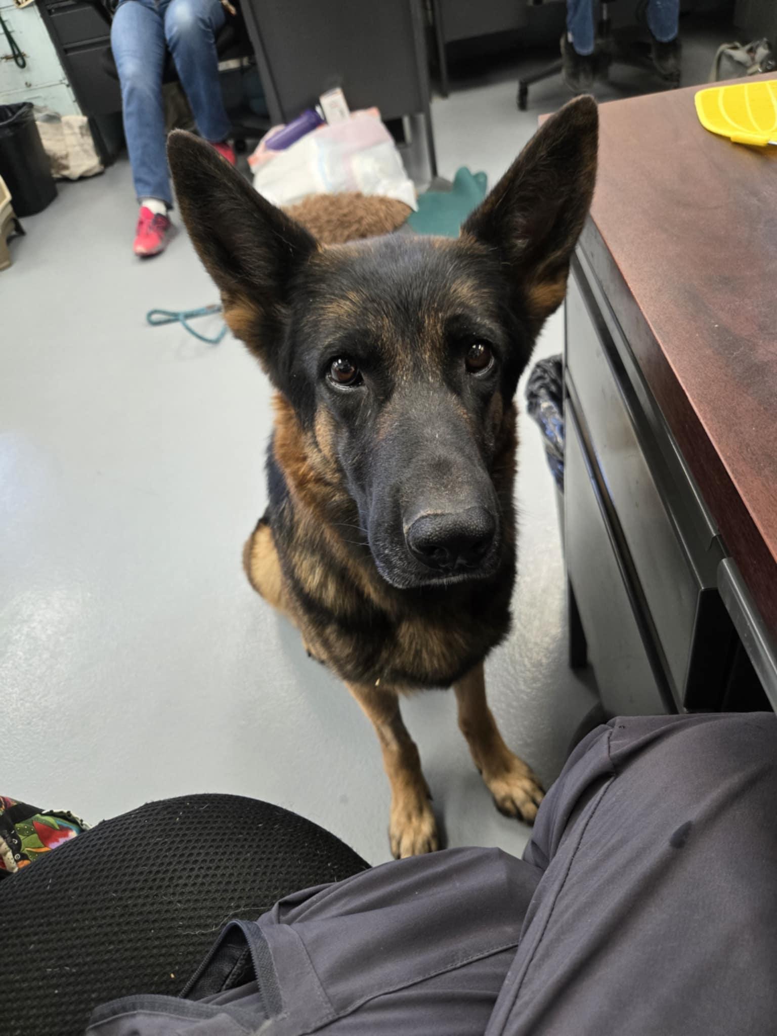 Capri, Adoptable, Adult Female German Shepherd Dog.