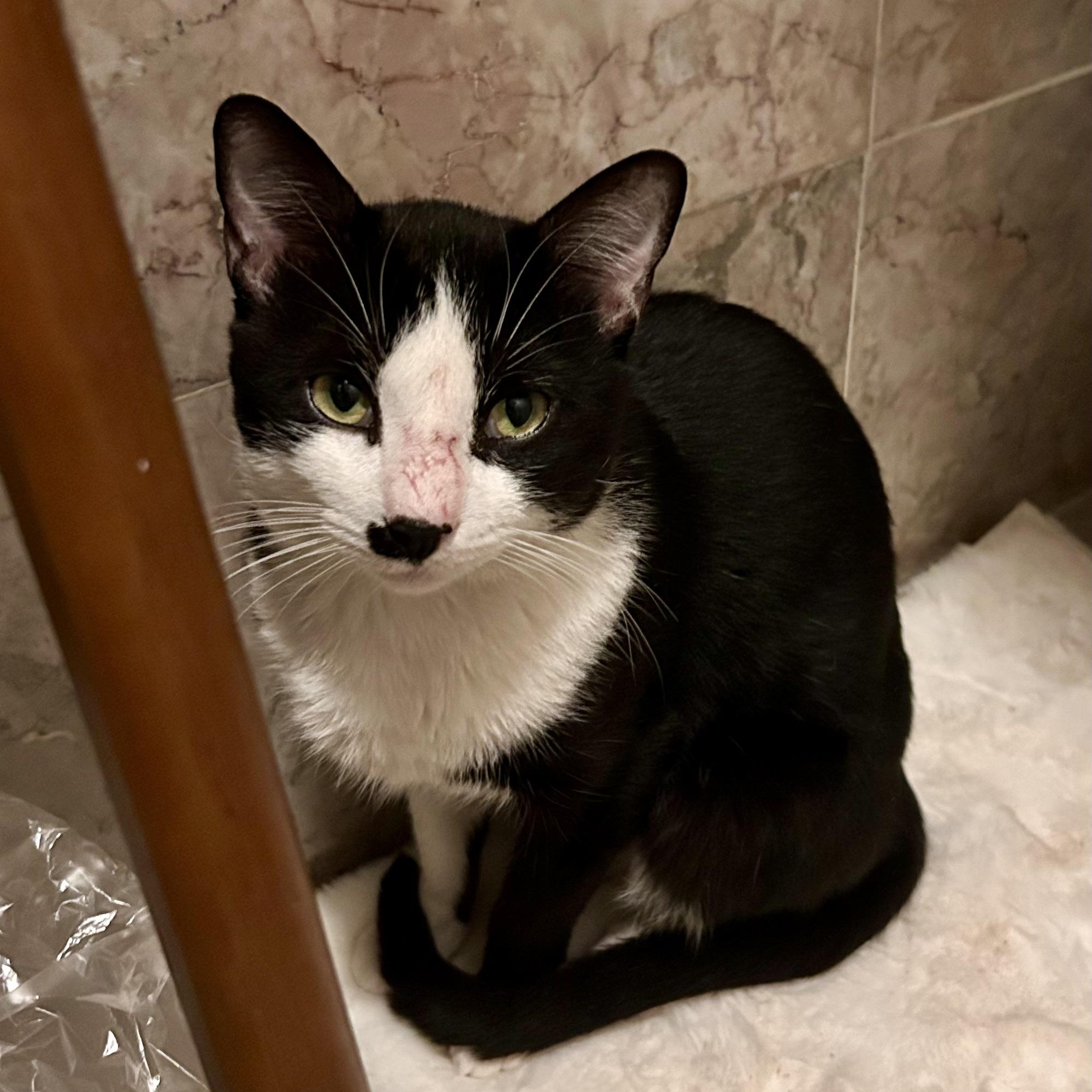 Snoopy, adopted, Young Male Domestic Short Hair.