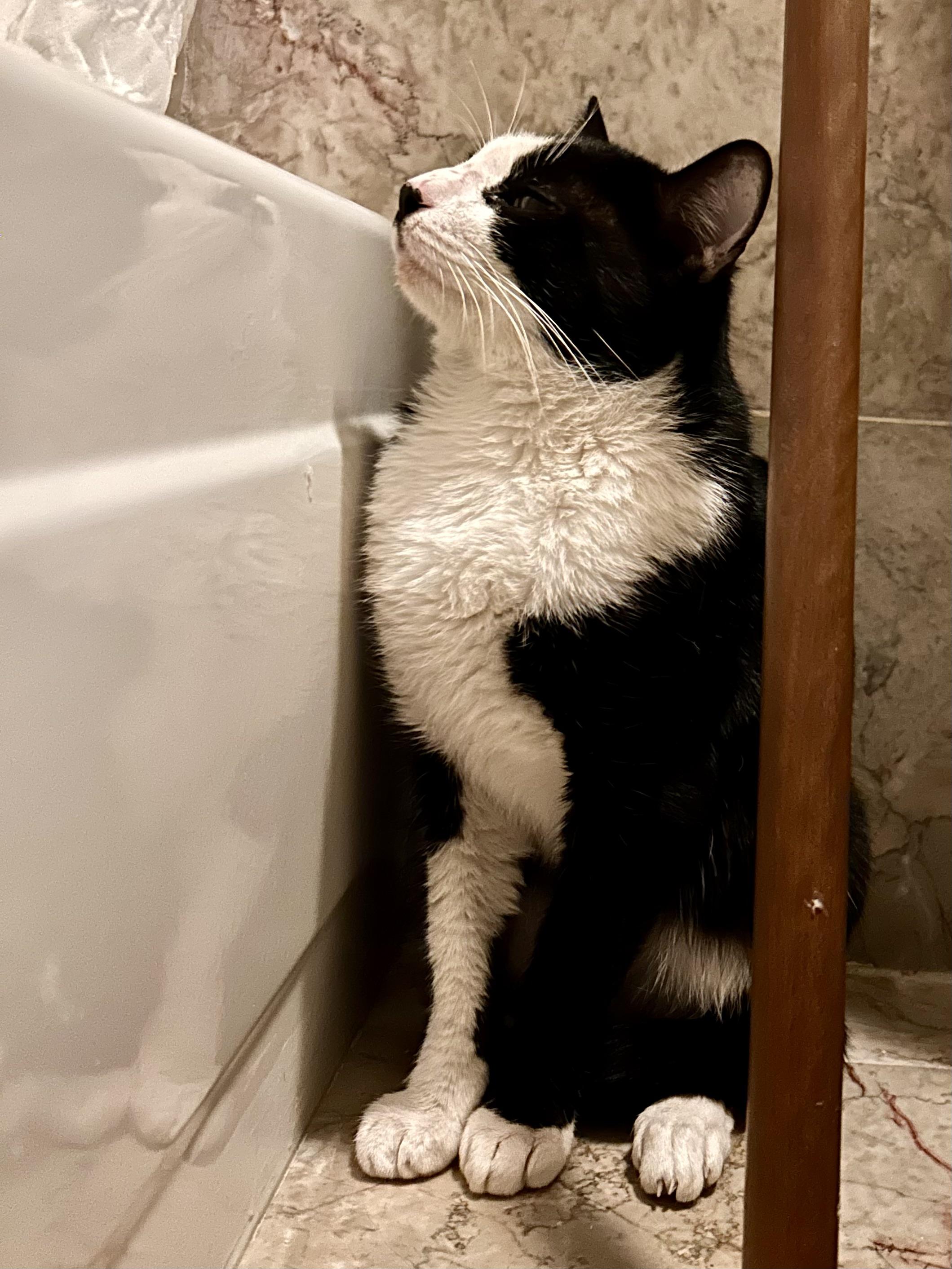 Enlarge Snoopy, an adopted Domestic Short Hair in Flushing, NY image 3/6