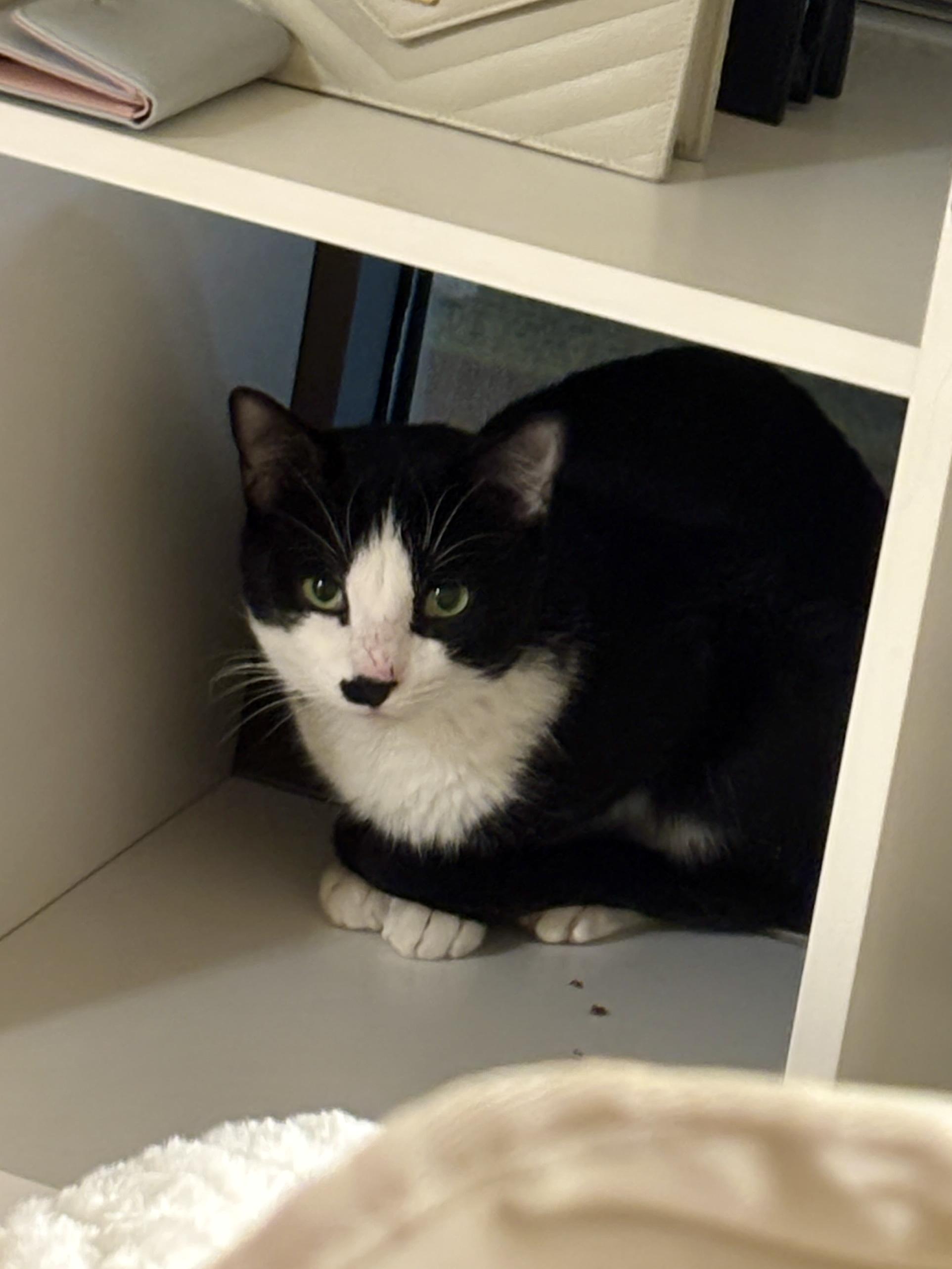 Enlarge Snoopy, an adopted Domestic Short Hair in Flushing, NY image 4/6