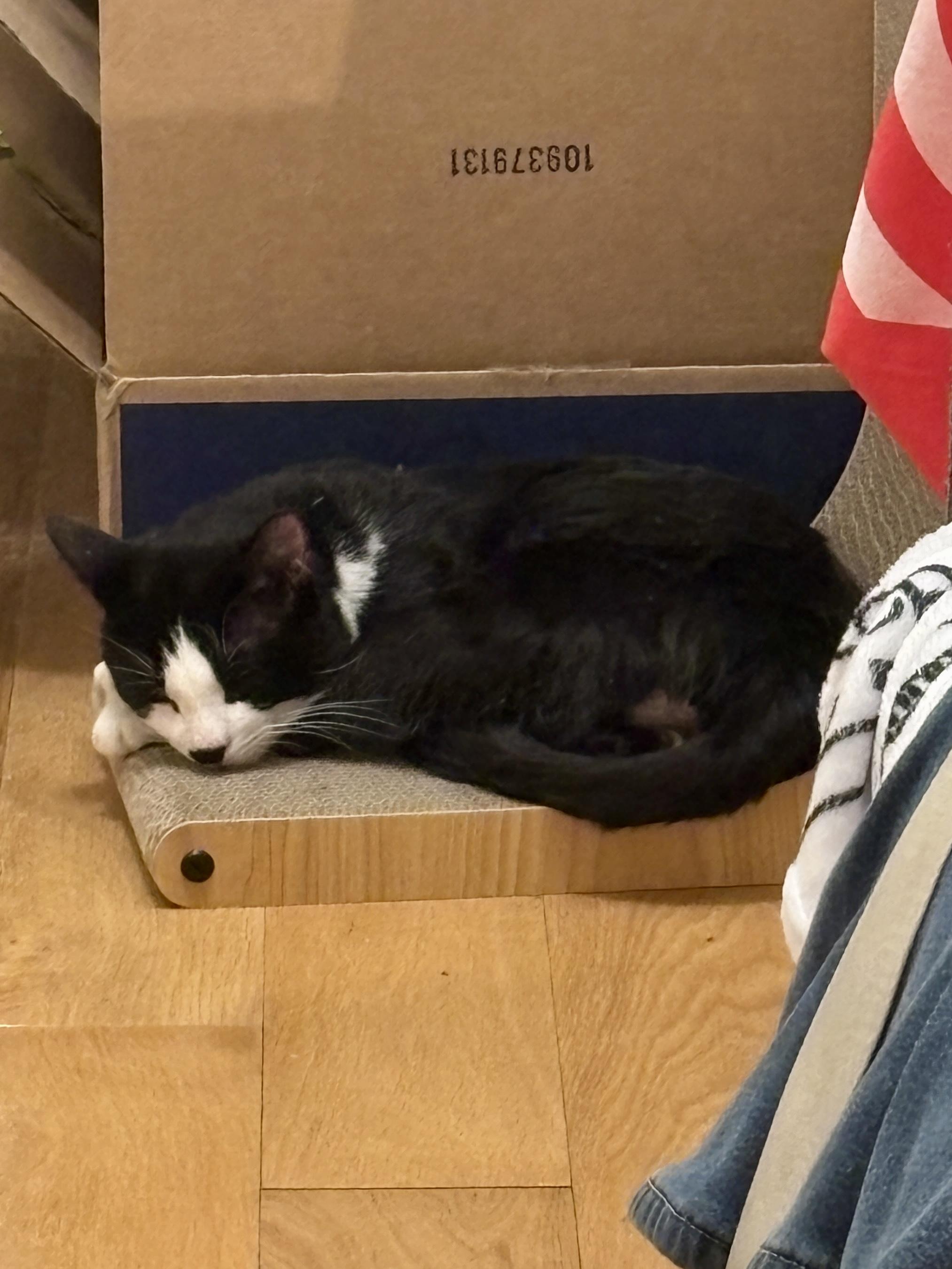 Enlarge Snoopy, an adopted Domestic Short Hair in Flushing, NY image 5/6