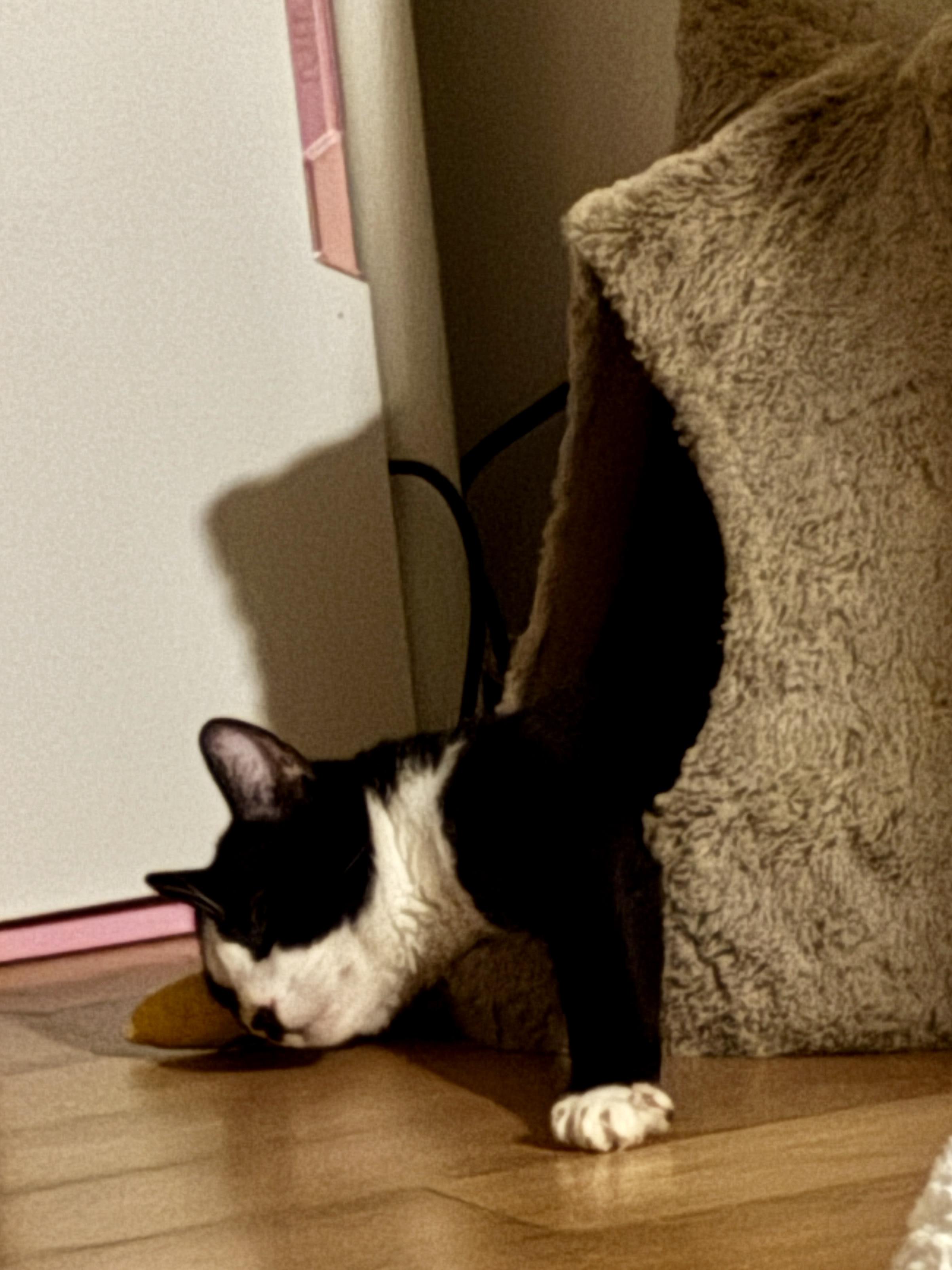 Enlarge Snoopy, an adopted Domestic Short Hair in Flushing, NY image 6/6