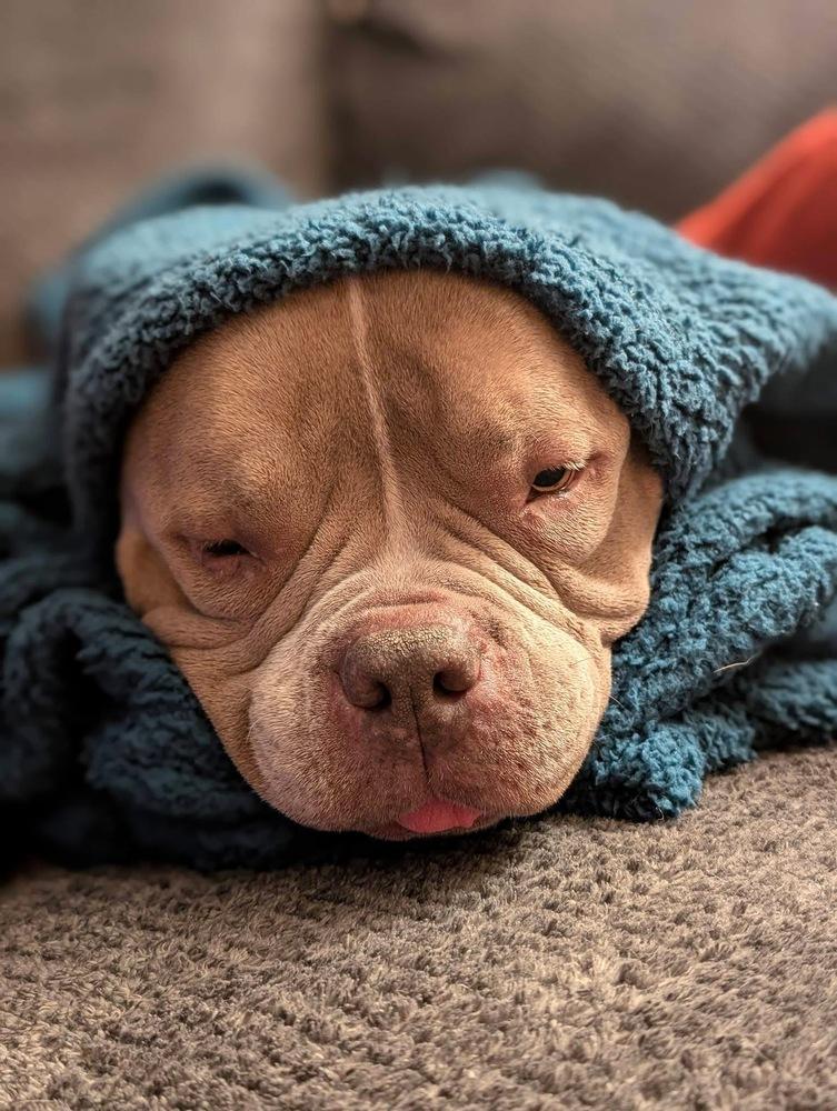 Empanada, Adoptable, Adult Female American Bulldog.