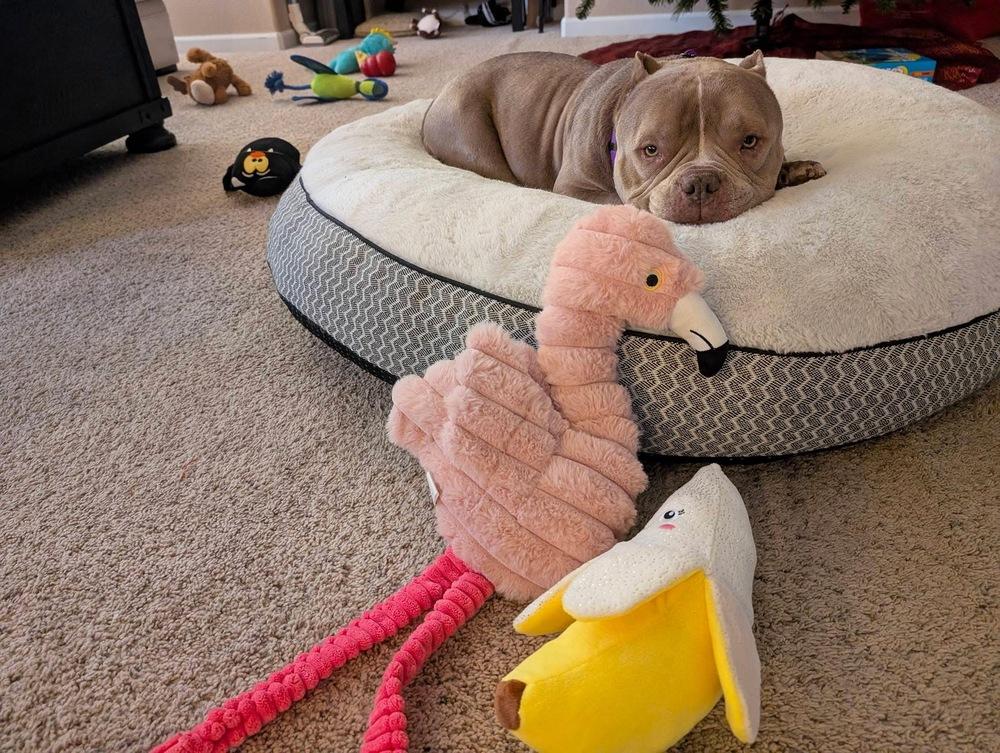 Enlarge Empanada, a Adoptable mixed breed in Denver, CO image 2/6