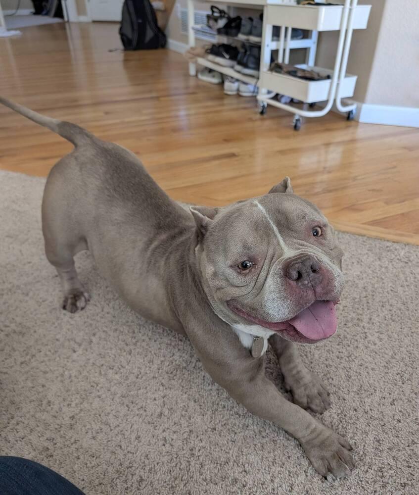 Enlarge Empanada, a Adoptable mixed breed in Denver, CO image 3/6