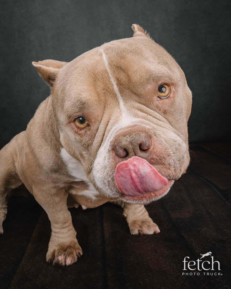 Enlarge Empanada, a Adoptable mixed breed in Denver, CO image 4/6