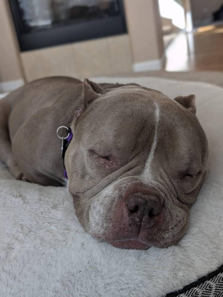 Enlarge Empanada, a Adoptable mixed breed in Denver, CO image 5/6