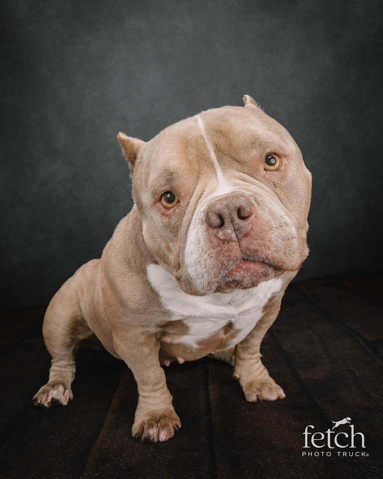 Enlarge Empanada, a Adoptable mixed breed in Denver, CO image 6/6