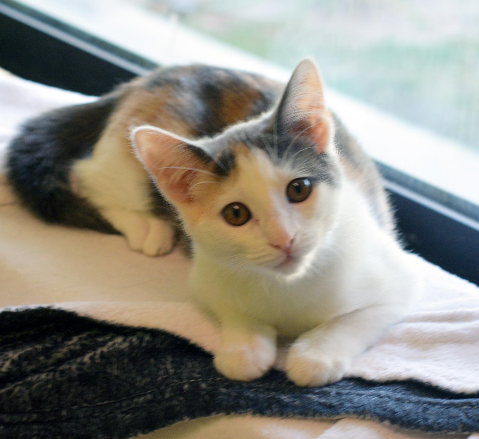 MISS NOODLE, adopted, Kitten Female Calico.