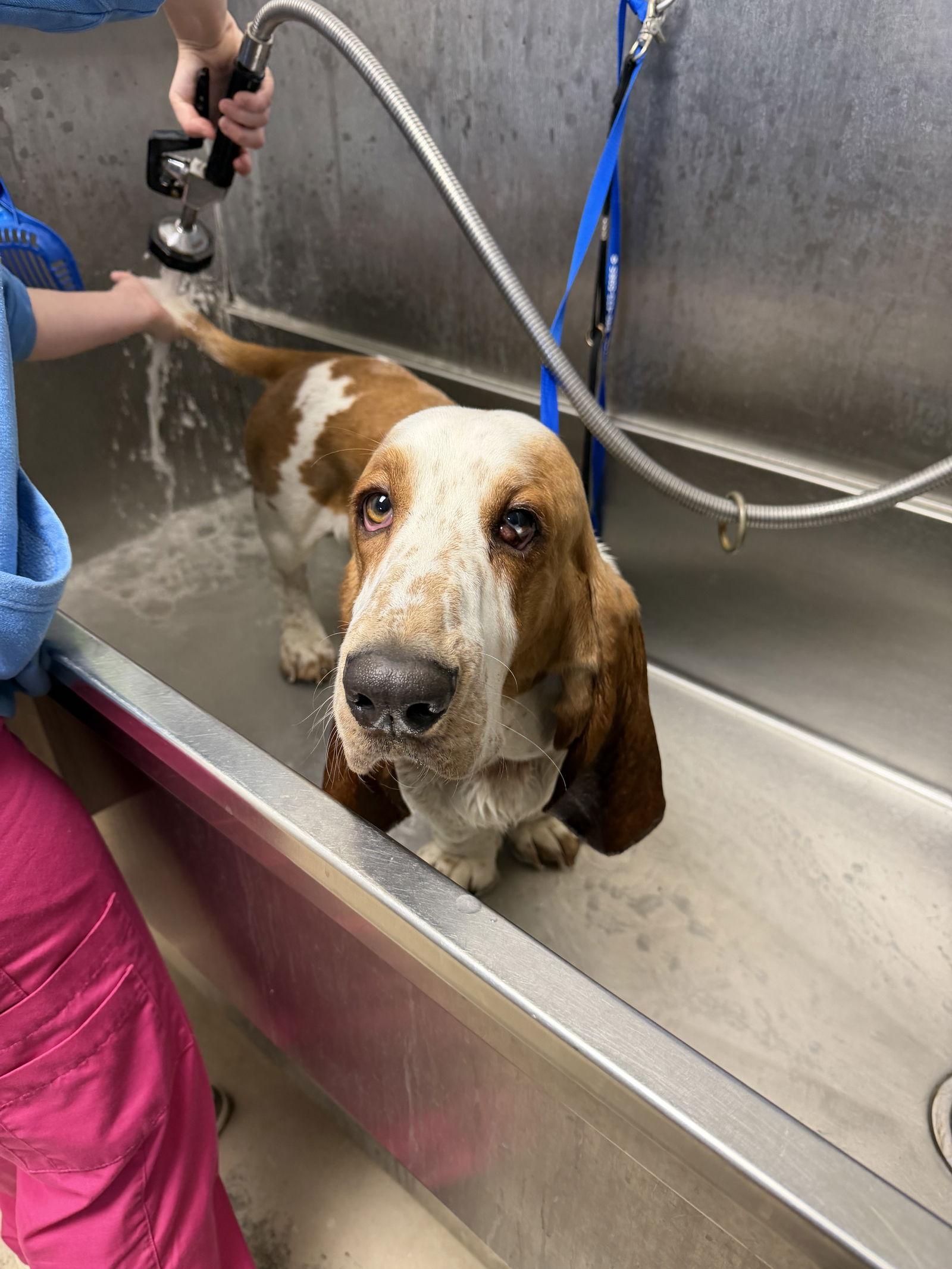 Enlarge Patterson, a Adoptable Basset Hound in Grapevine, TX image 2/3