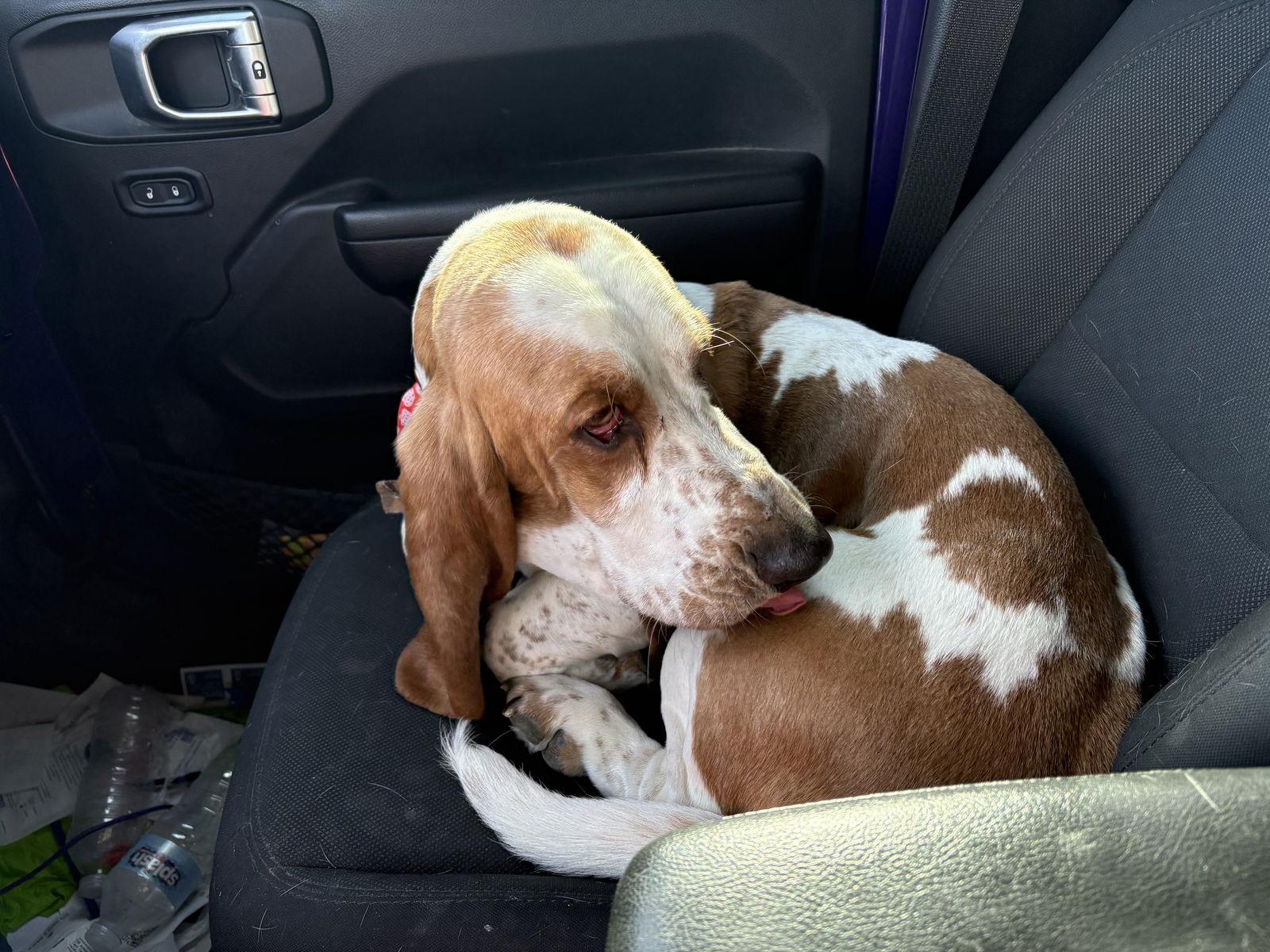 Enlarge Patterson, a Adoptable Basset Hound in Grapevine, TX image 3/3