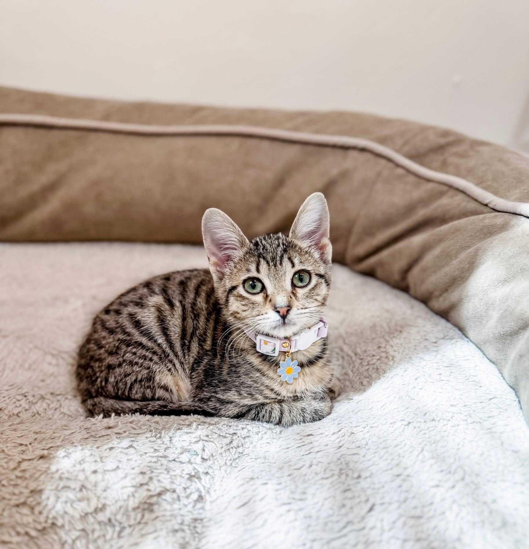 Kori, a Adoptable Domestic Short Hair in Montgomery, AL image 2/6