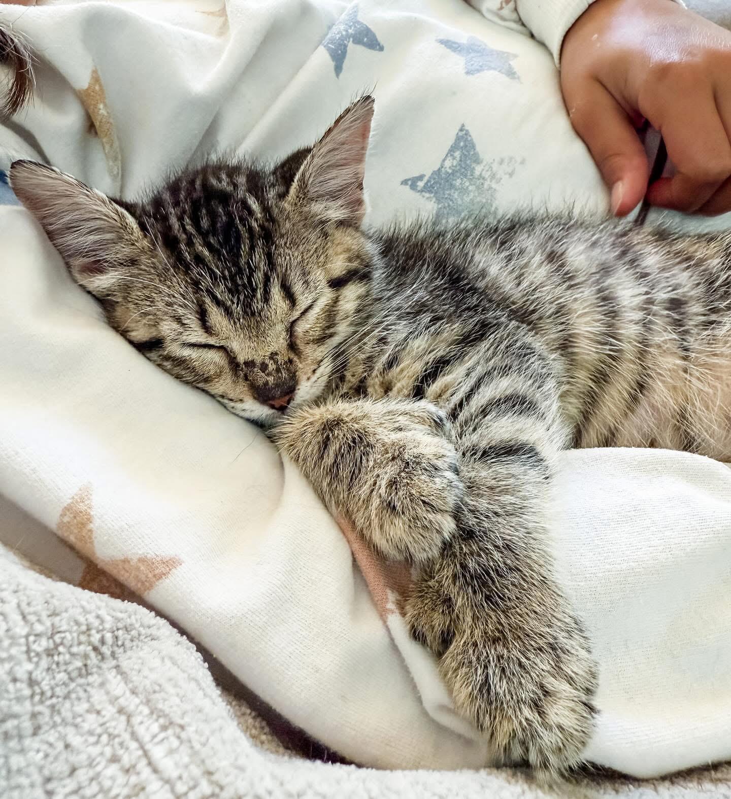 Kori, a Adoptable Domestic Short Hair in Montgomery, AL image 3/6