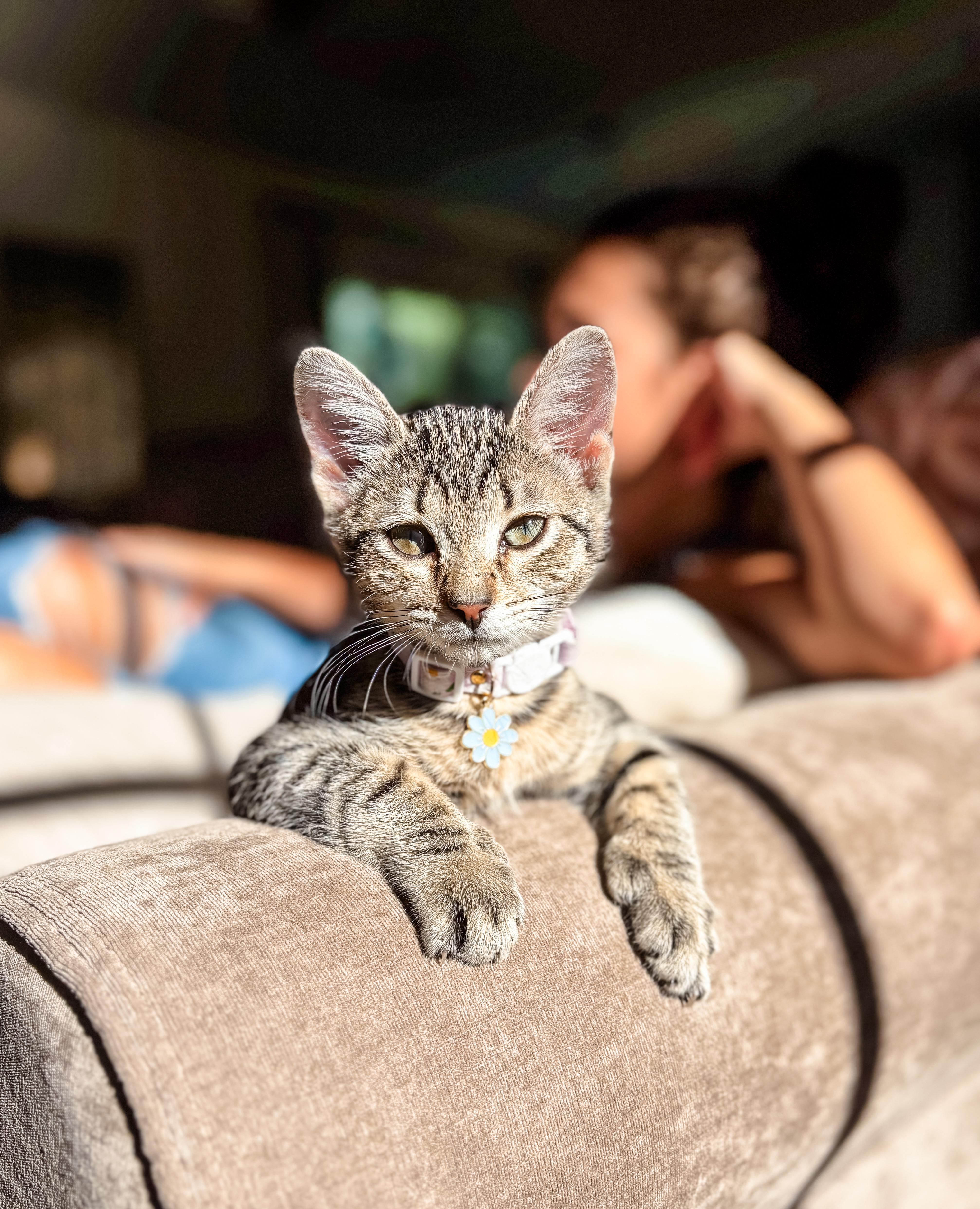 Kori, a Adoptable Domestic Short Hair in Montgomery, AL image 4/6