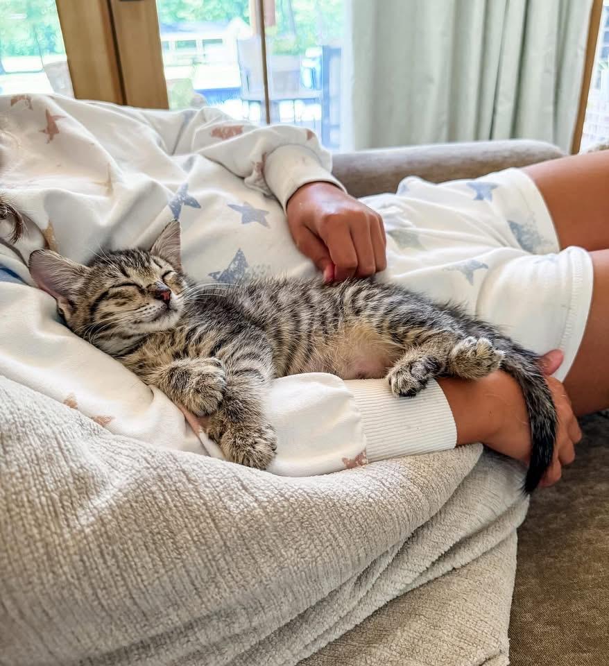 Kori, a Adoptable Domestic Short Hair in Montgomery, AL image 5/6