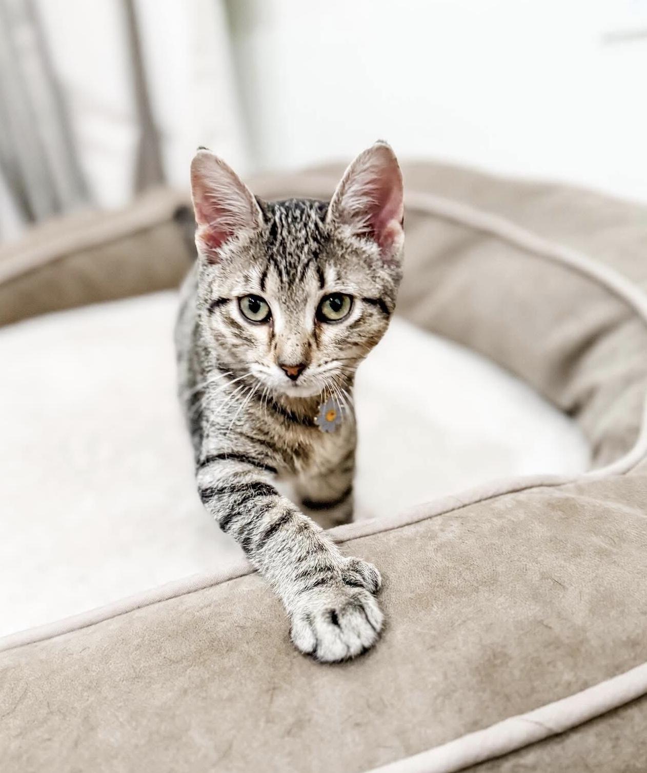 Kori, a Adoptable Domestic Short Hair in Montgomery, AL image 1/6