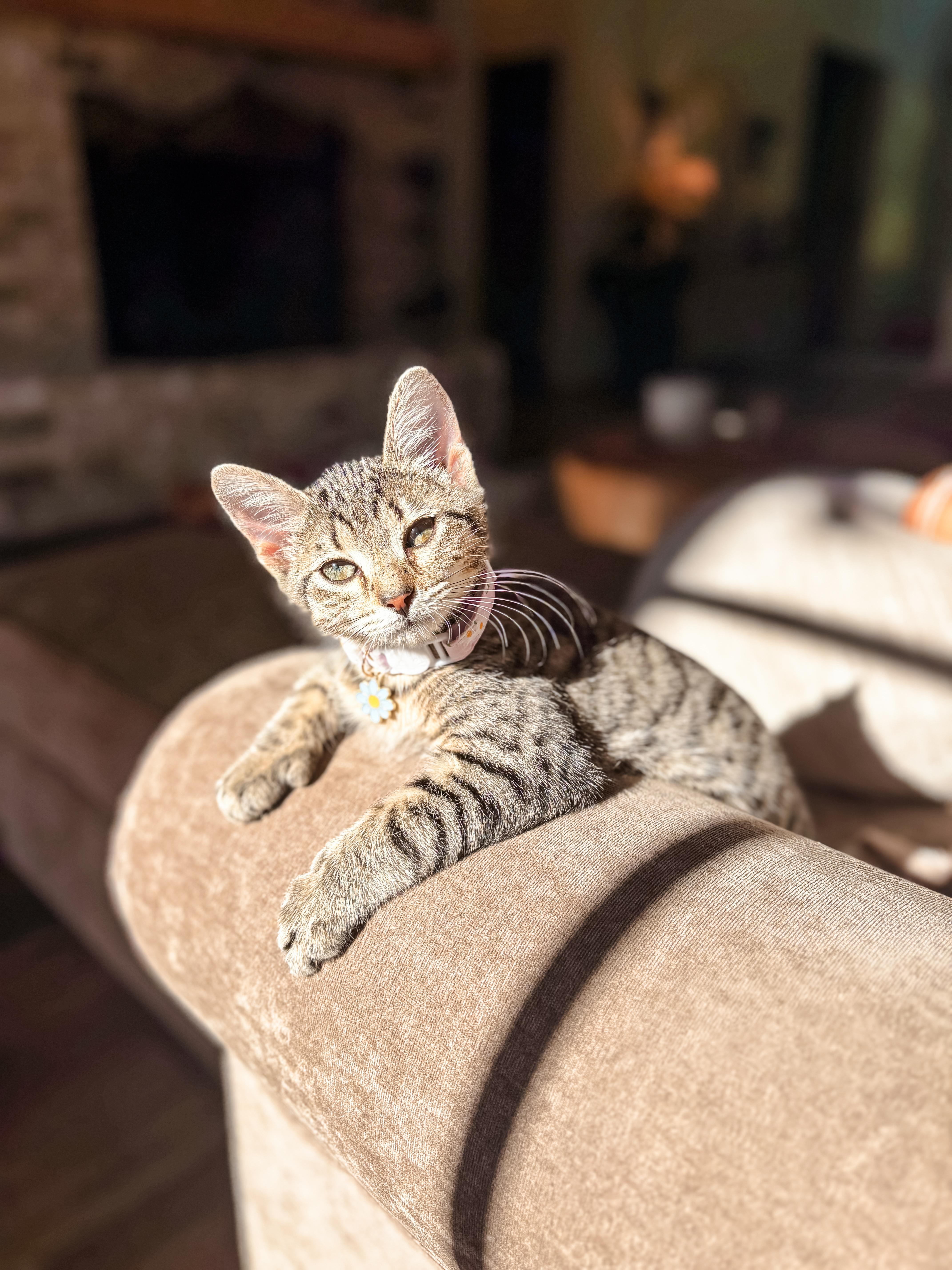 Kori, a Adoptable Domestic Short Hair in Montgomery, AL image 6/6