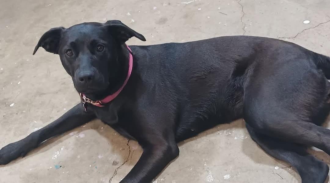 Raven, Adoptable, Young Female Black Labrador Retriever.