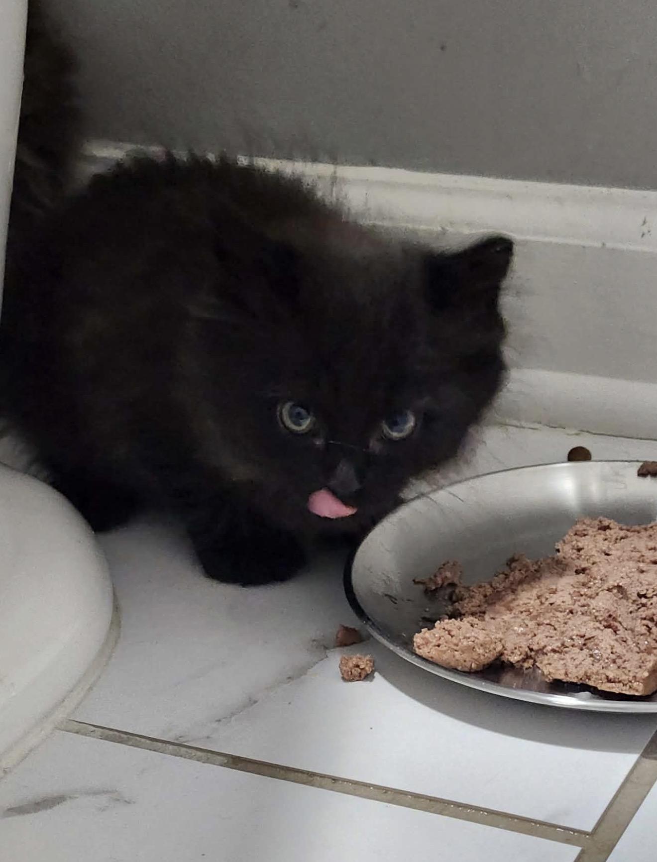 Momo, a ADOPTABLE Domestic Long Hair in Charlotte, NC image 5/5