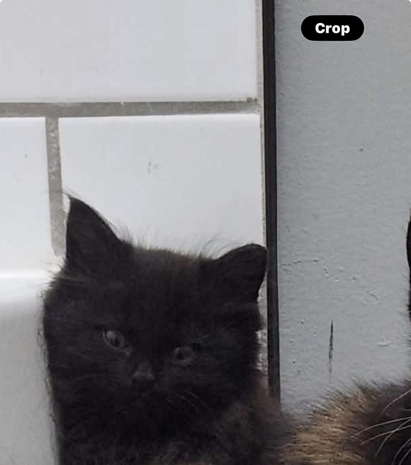 Momo, ADOPTABLE, Kitten Male Domestic Long Hair.