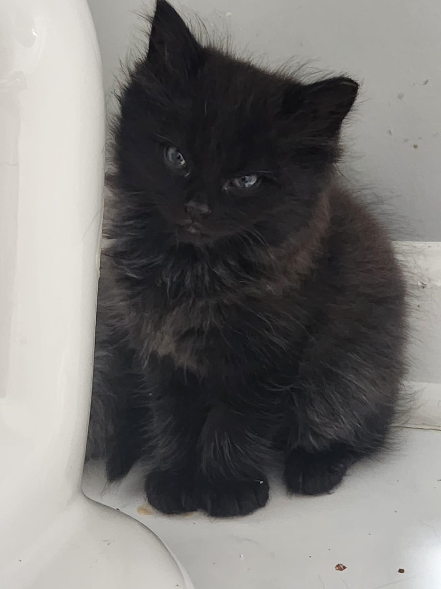 Momo, a ADOPTABLE Domestic Long Hair in Charlotte, NC image 2/5