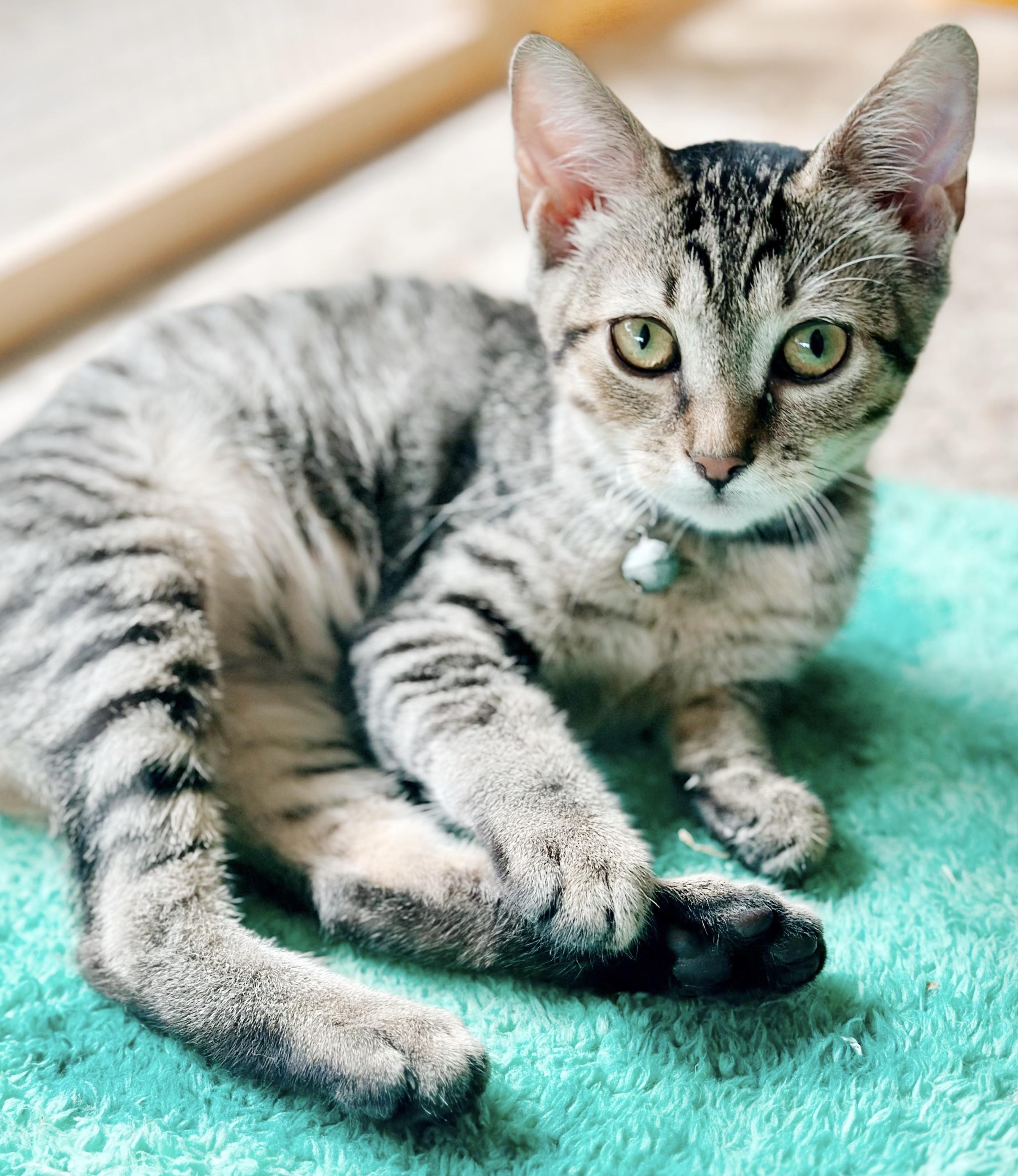 Sally, a Adoptable Tabby in Philadelphia, PA image 4/5