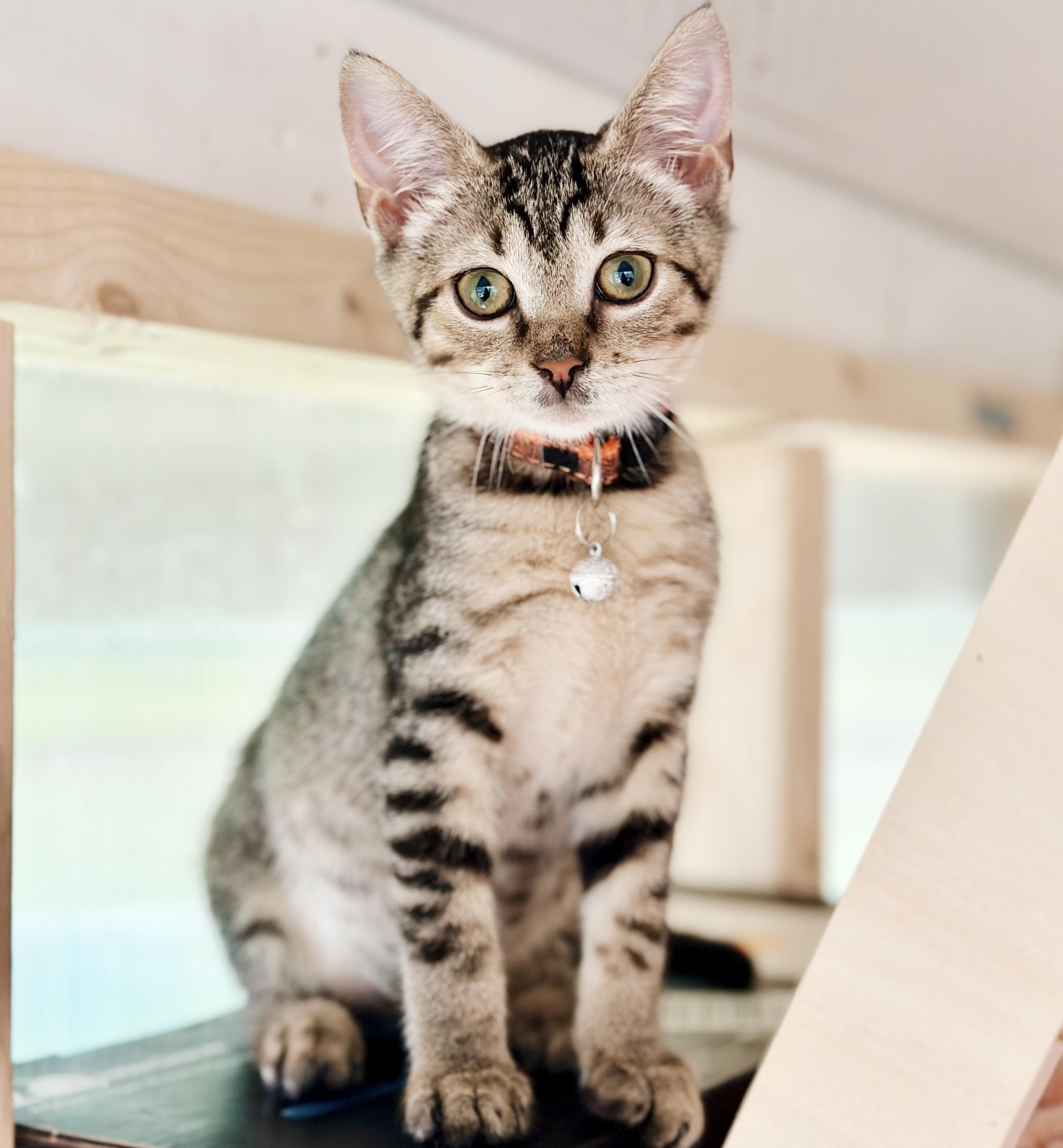 Sally, Adoptable, Kitten Female Tabby.