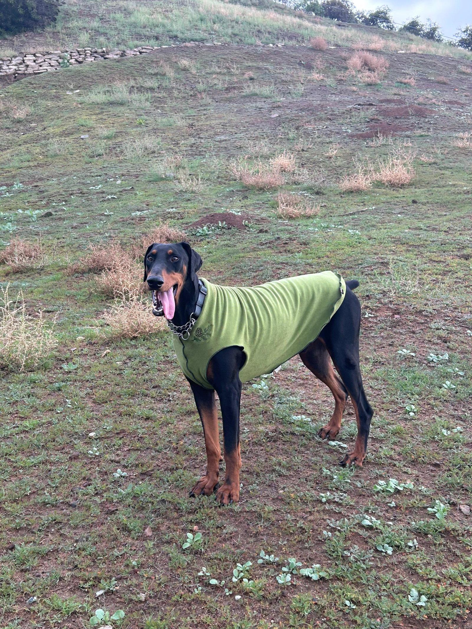 Enlarge Deni, a Adoptable Doberman Pinscher in Roseville, CA image 1/3