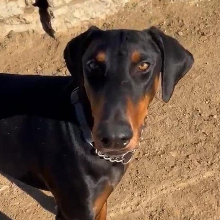 Enlarge Deni, a Adoptable Doberman Pinscher in Roseville, CA image 2/3