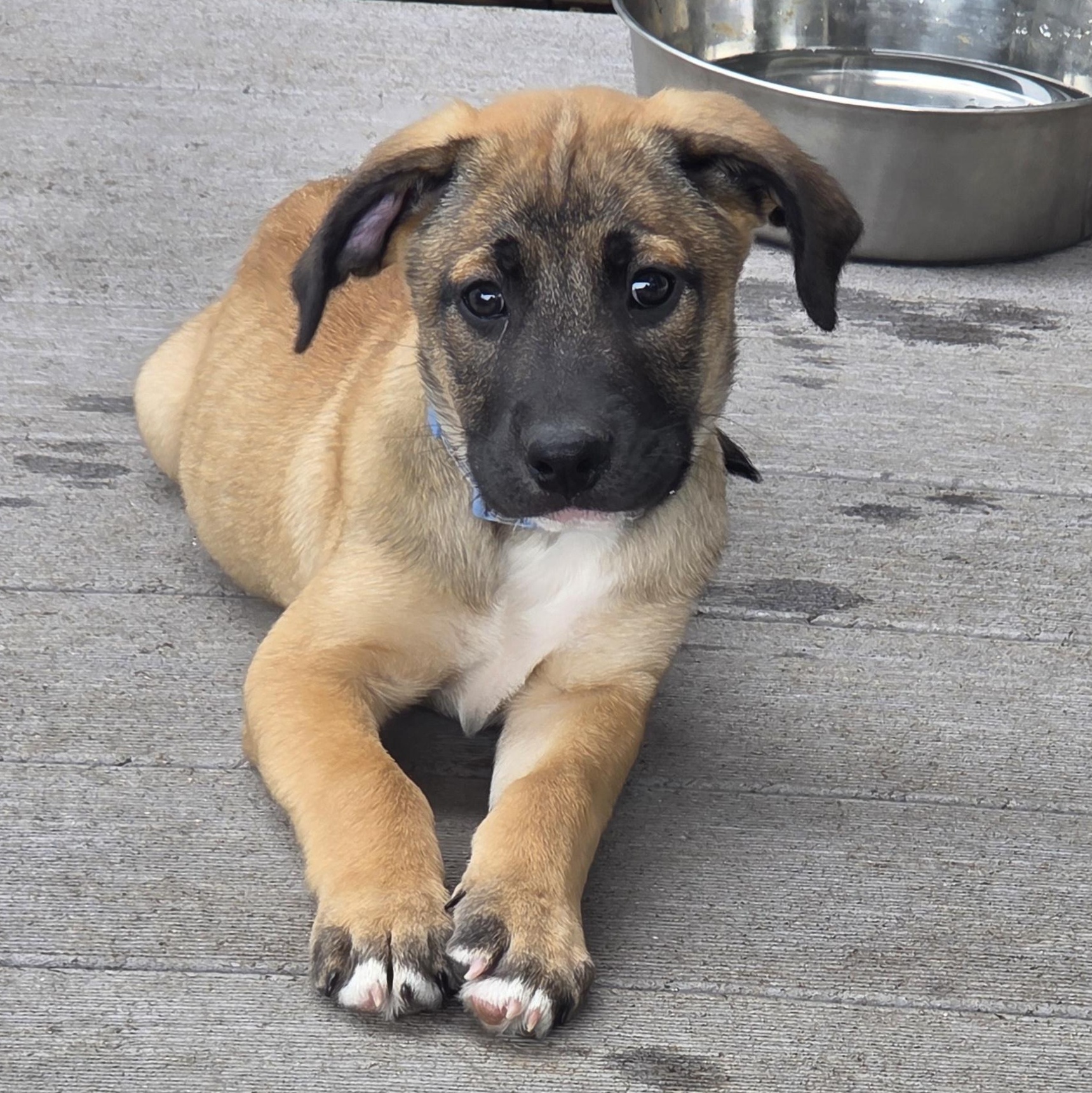 Enlarge Kareem (Partial Adopt Fee Sponsor), an adoptable Mixed Breed in Lemont, IL image 4/6