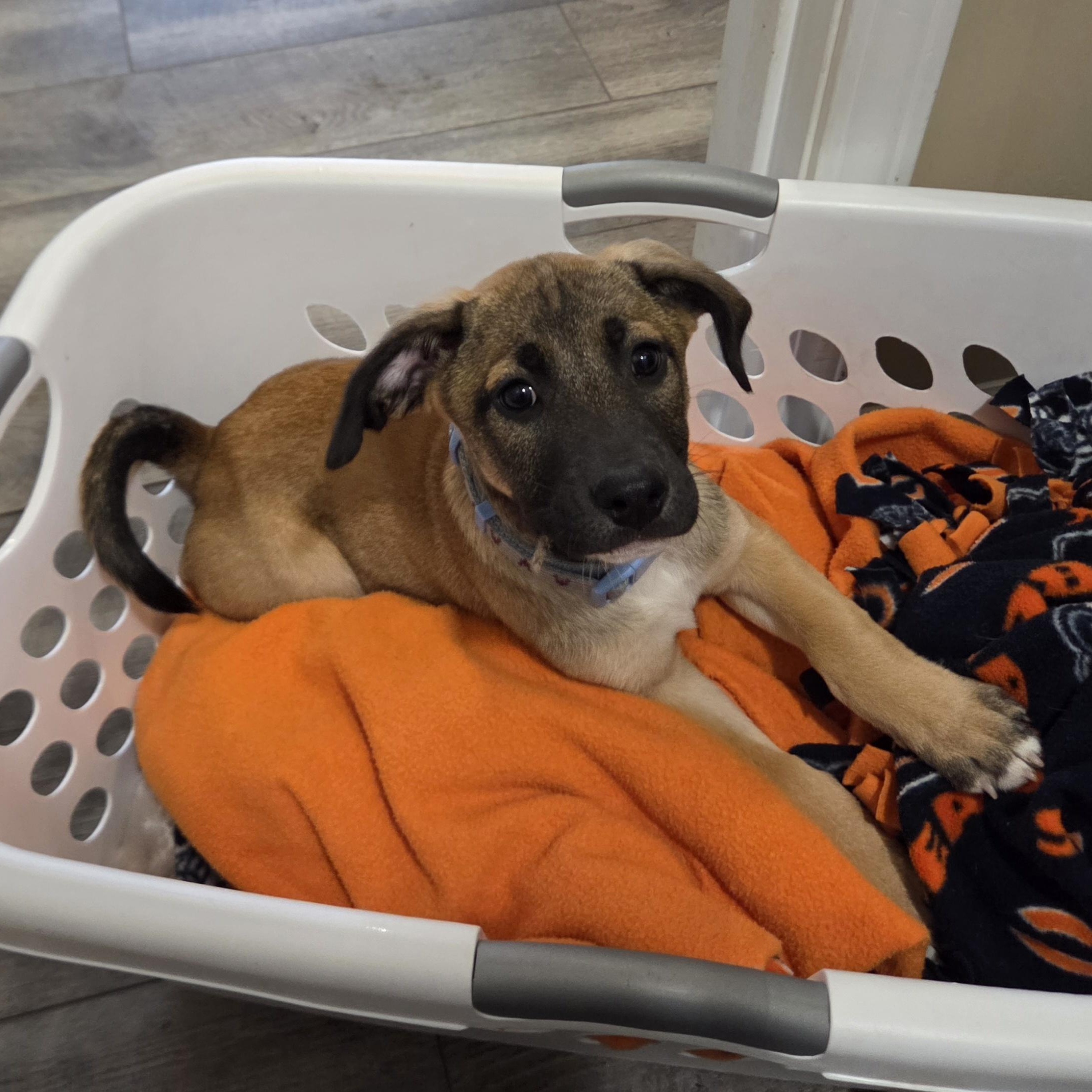 Enlarge Kareem (Partial Adopt Fee Sponsor), an adoptable Mixed Breed in Lemont, IL image 6/6