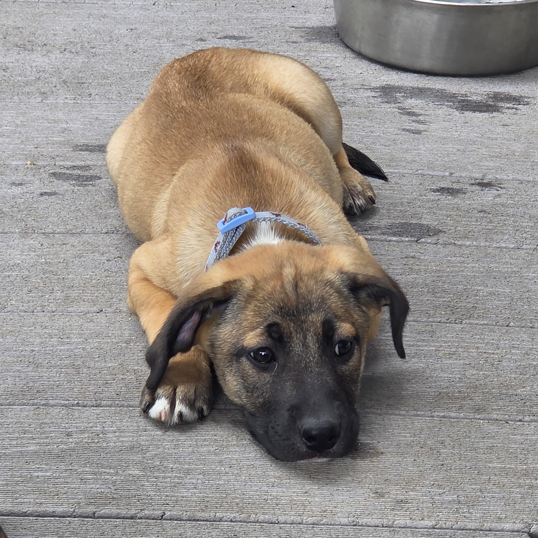 Enlarge Kareem (Partial Adopt Fee Sponsor), an adoptable Mixed Breed in Lemont, IL image 5/6