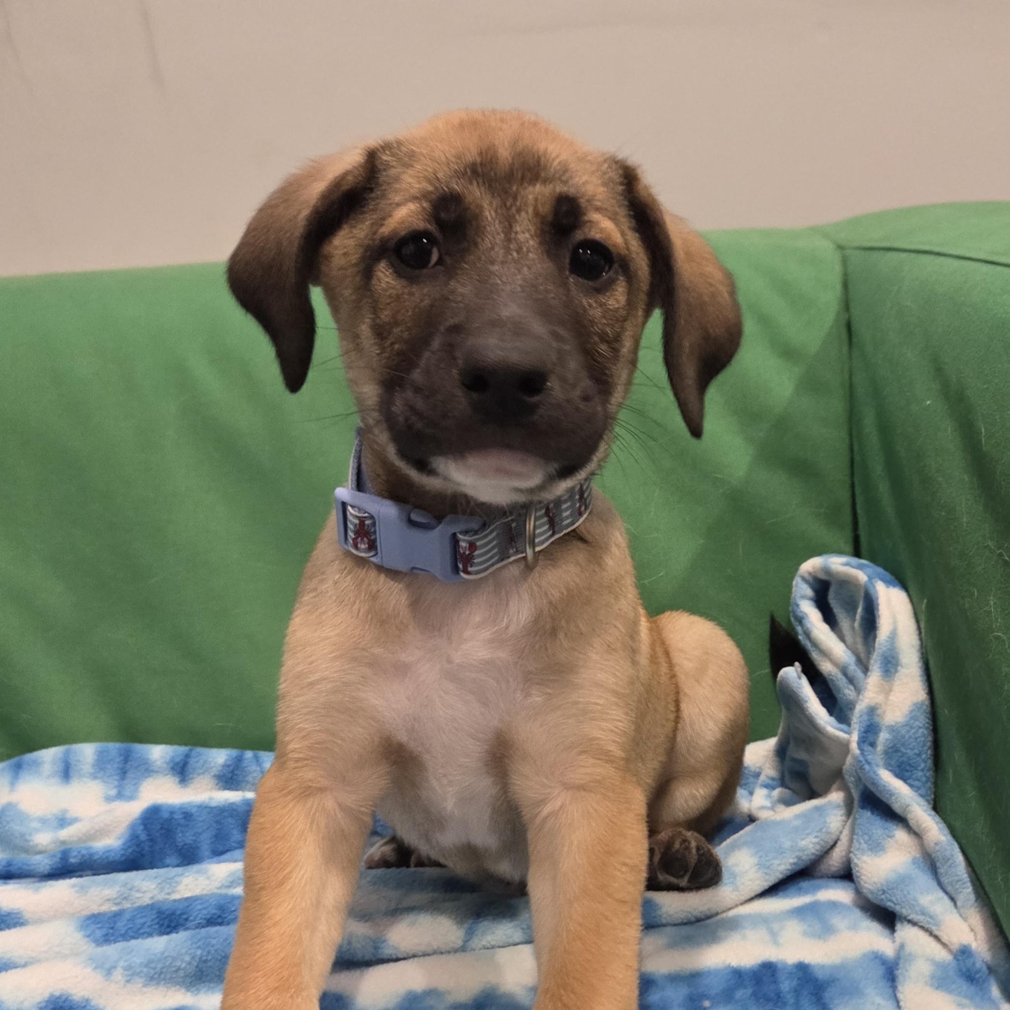 Enlarge Kareem (Partial Adopt Fee Sponsor), an adoptable Mixed Breed in Lemont, IL image 1/6