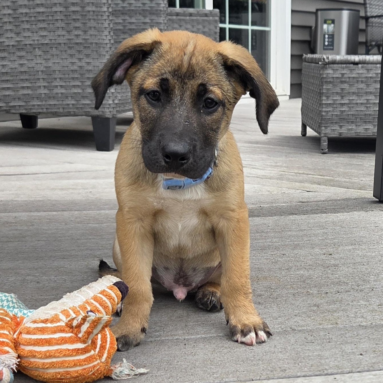 Enlarge Kareem (Partial Adopt Fee Sponsor), an adoptable Mixed Breed in Lemont, IL image 3/6