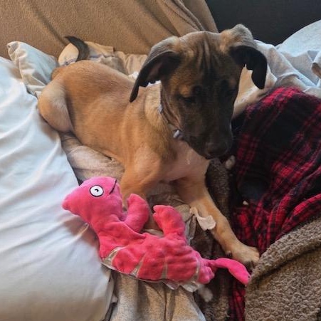 Kareem, an adopted Mixed Breed in Lemont, IL image 4/6