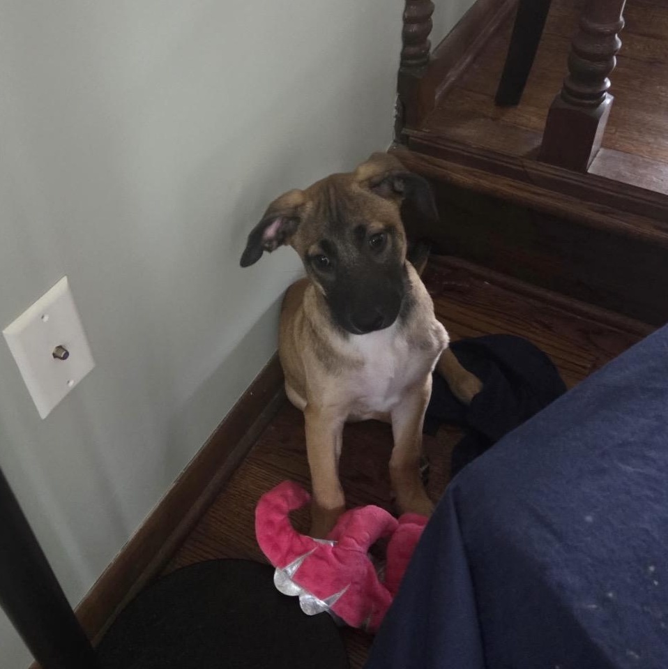 Kareem, an adopted Mixed Breed in Lemont, IL image 6/6