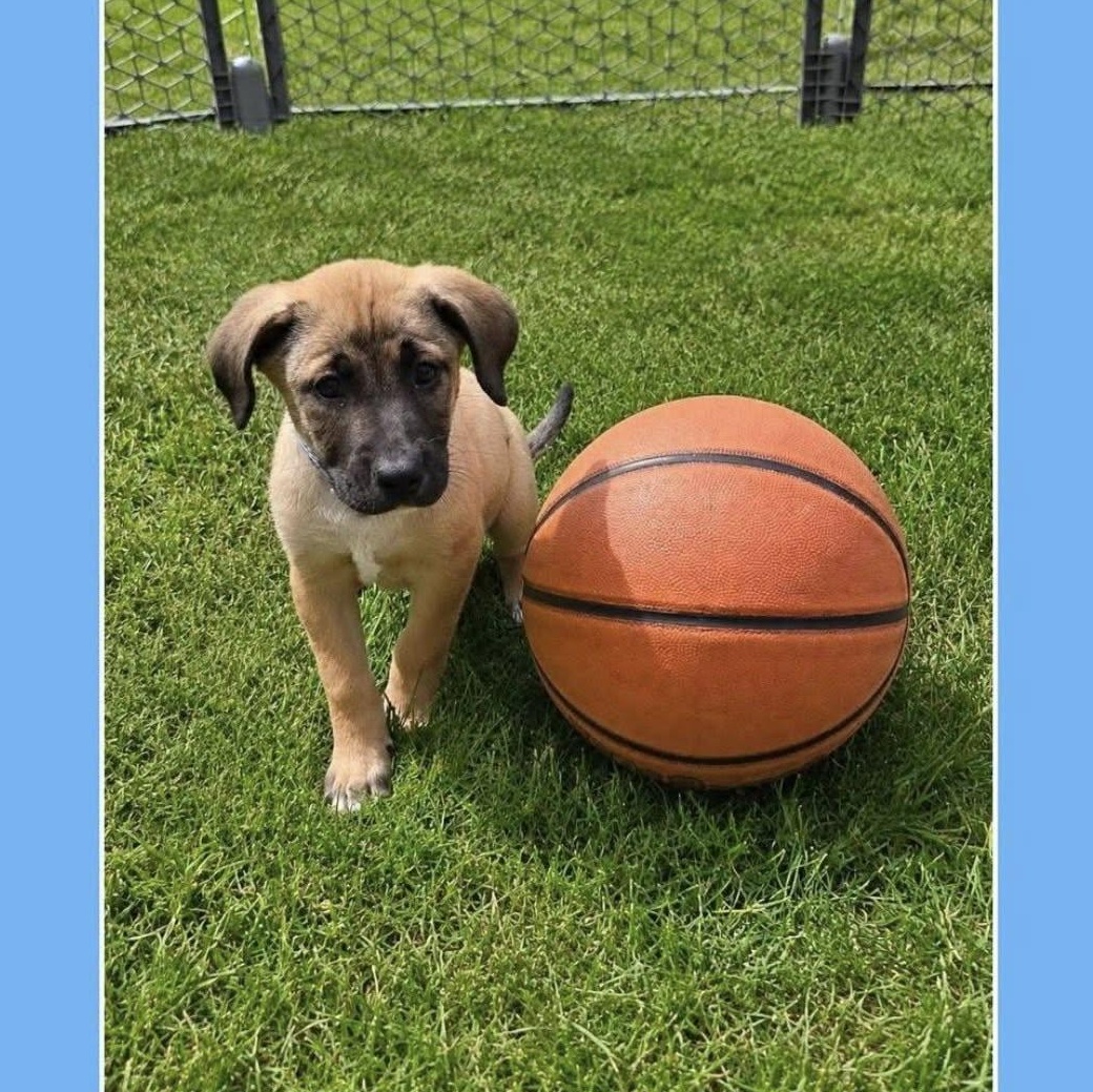 Enlarge Kareem (Partial Adopt Fee Sponsor), an adoptable Mixed Breed in Lemont, IL image 2/6
