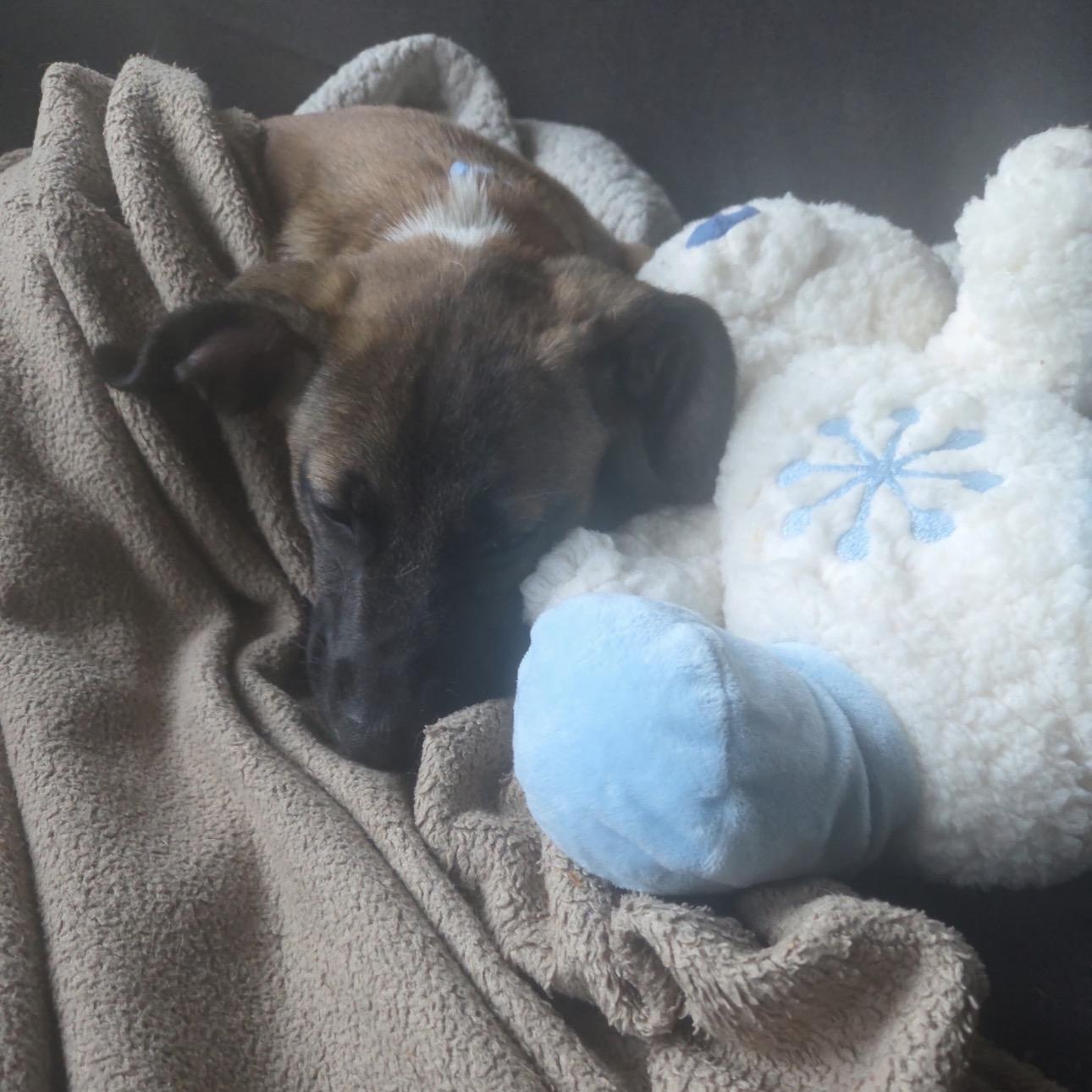 Kareem, an adopted Mixed Breed in Lemont, IL image 5/6