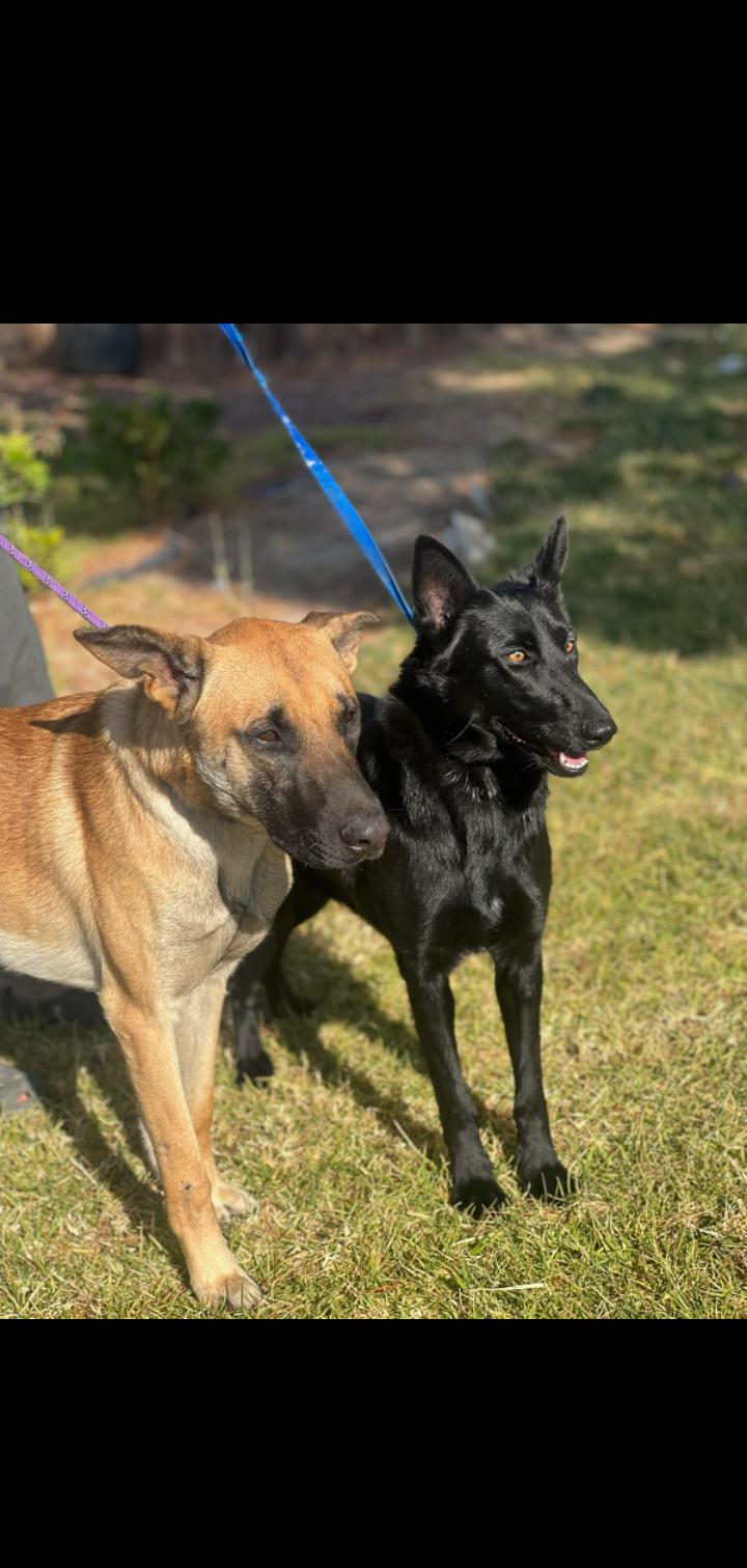 Sia, Adoptable, Adult Female German Shepherd Dog.