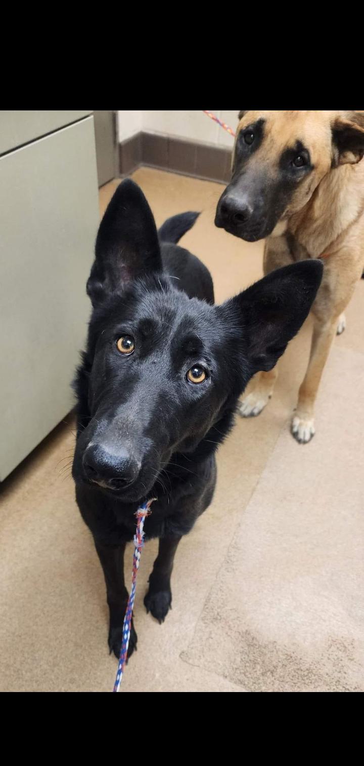 Enlarge Sia, a Adoptable mixed breed in Seattle, WA image 6/6