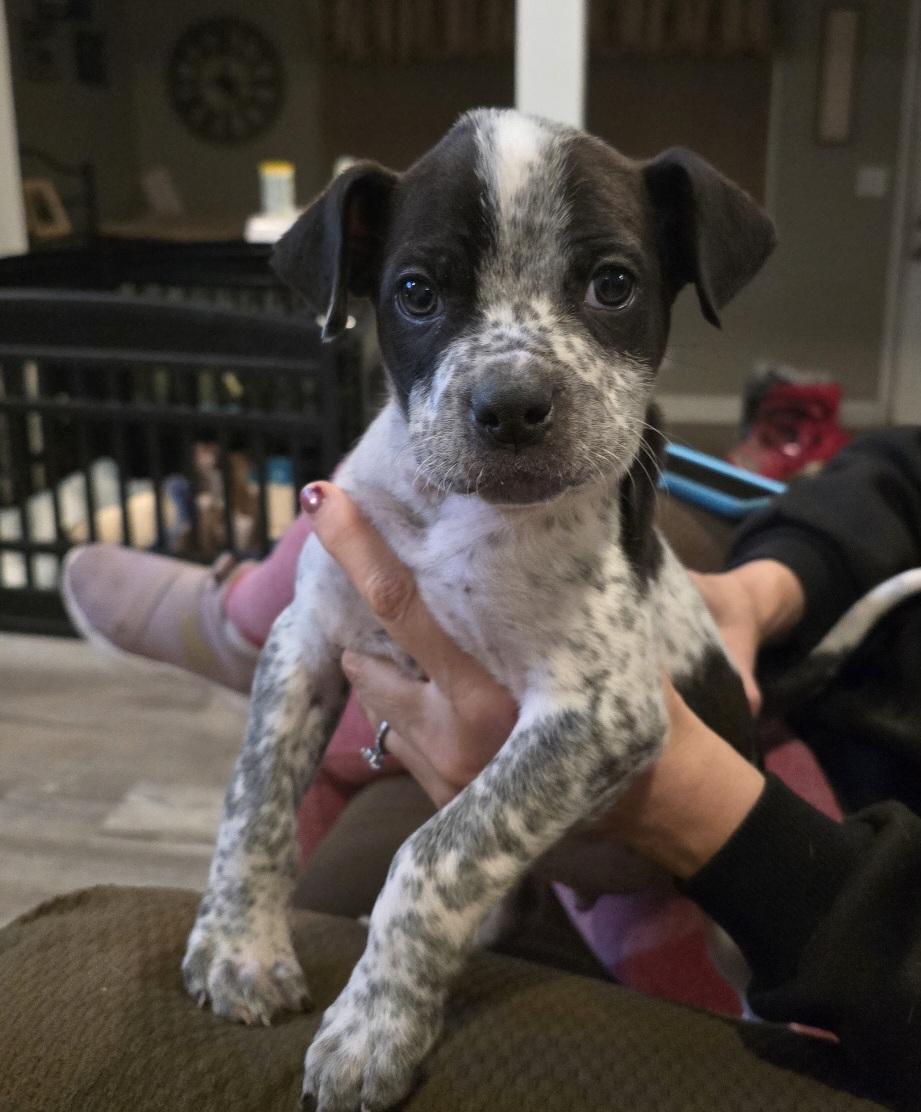 Benny, Adopted, Puppy Male Bulldog.