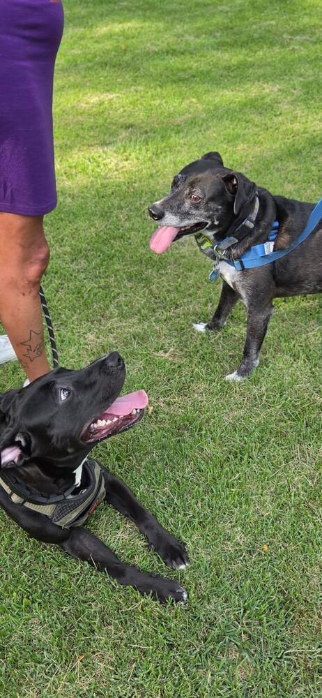 Poppy, a Adoptable mixed breed in Caldwell, NJ image 3/3