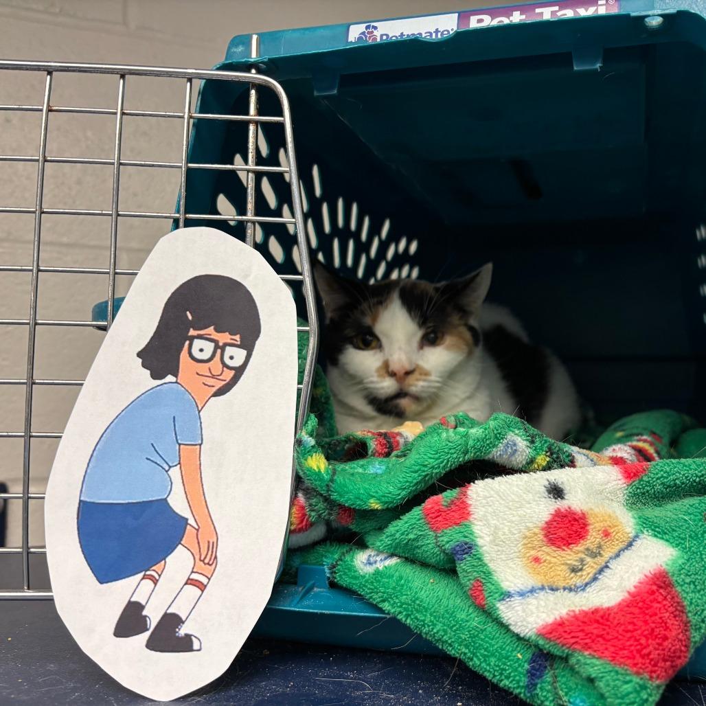 Enlarge Tina, a Adoptable Domestic Short Hair in Fairport, NY image 1/3