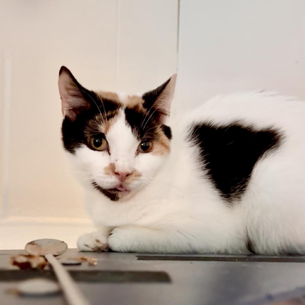 Enlarge Tina, a Adoptable Domestic Short Hair in Fairport, NY image 3/3