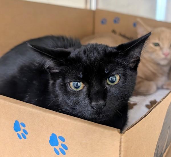 Glitch, Adoptable, Kitten Female Domestic Short Hair.