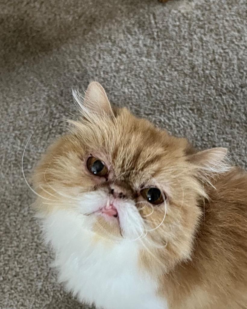 Enlarge Cindy Lou, a Adoptable Persian in Lancaster, PA image 1/2