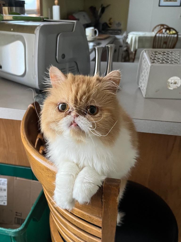 Enlarge Cindy Lou, a Adoptable Persian in Lancaster, PA image 2/2