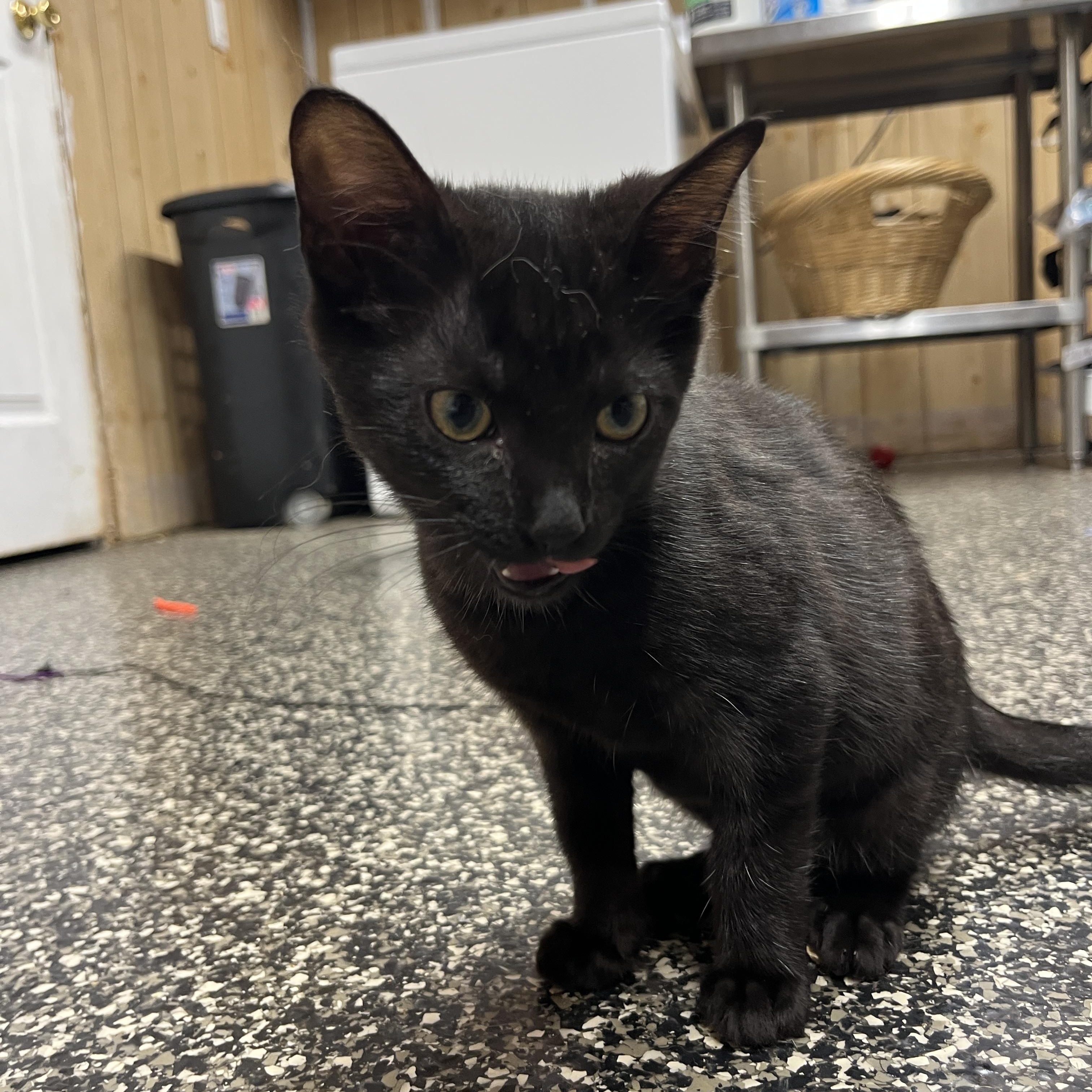 Void, a Adoptable Domestic Short Hair in McKenzie, TN image 2/3