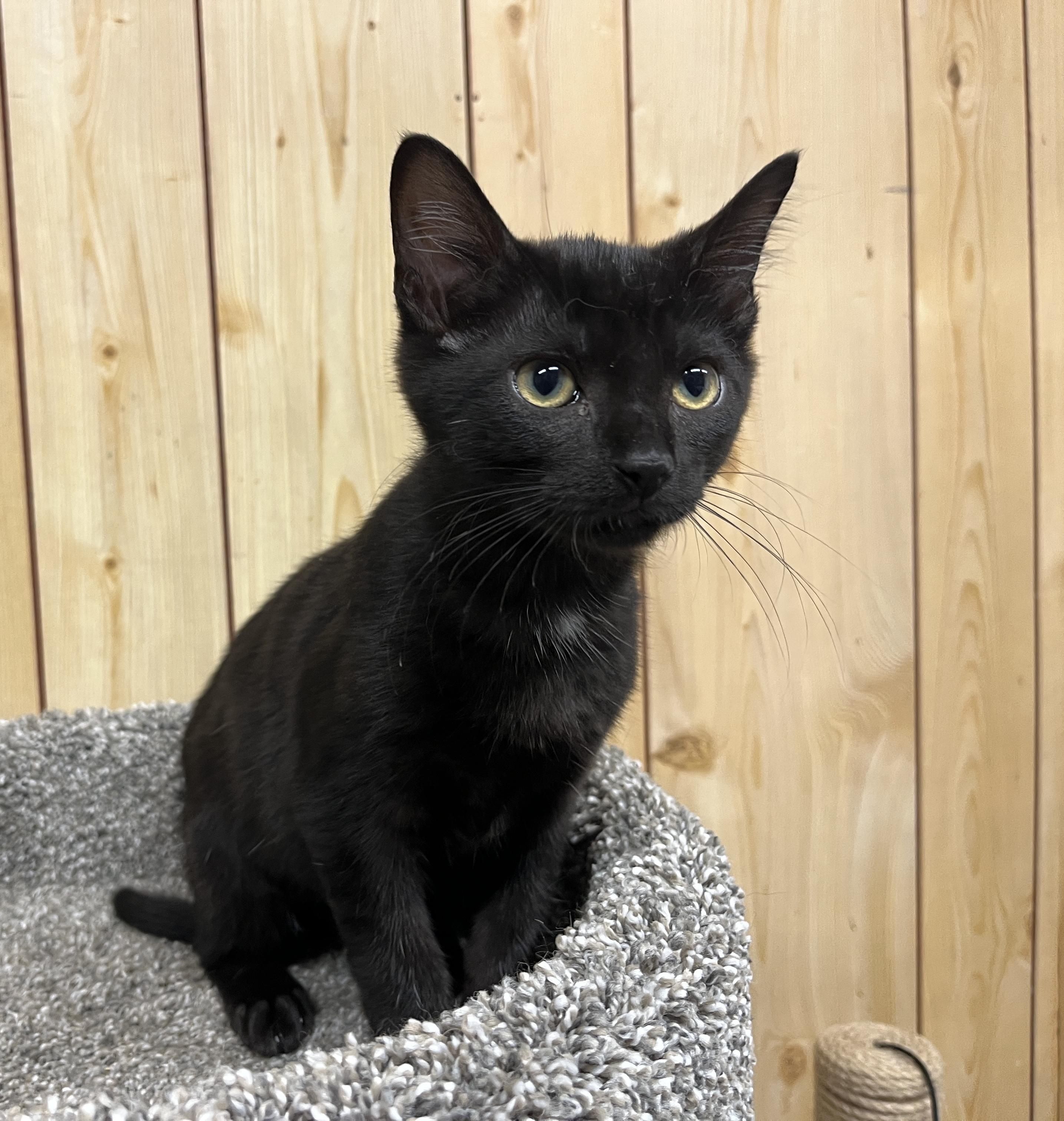 Void, Adoptable, Kitten Female Domestic Short Hair.