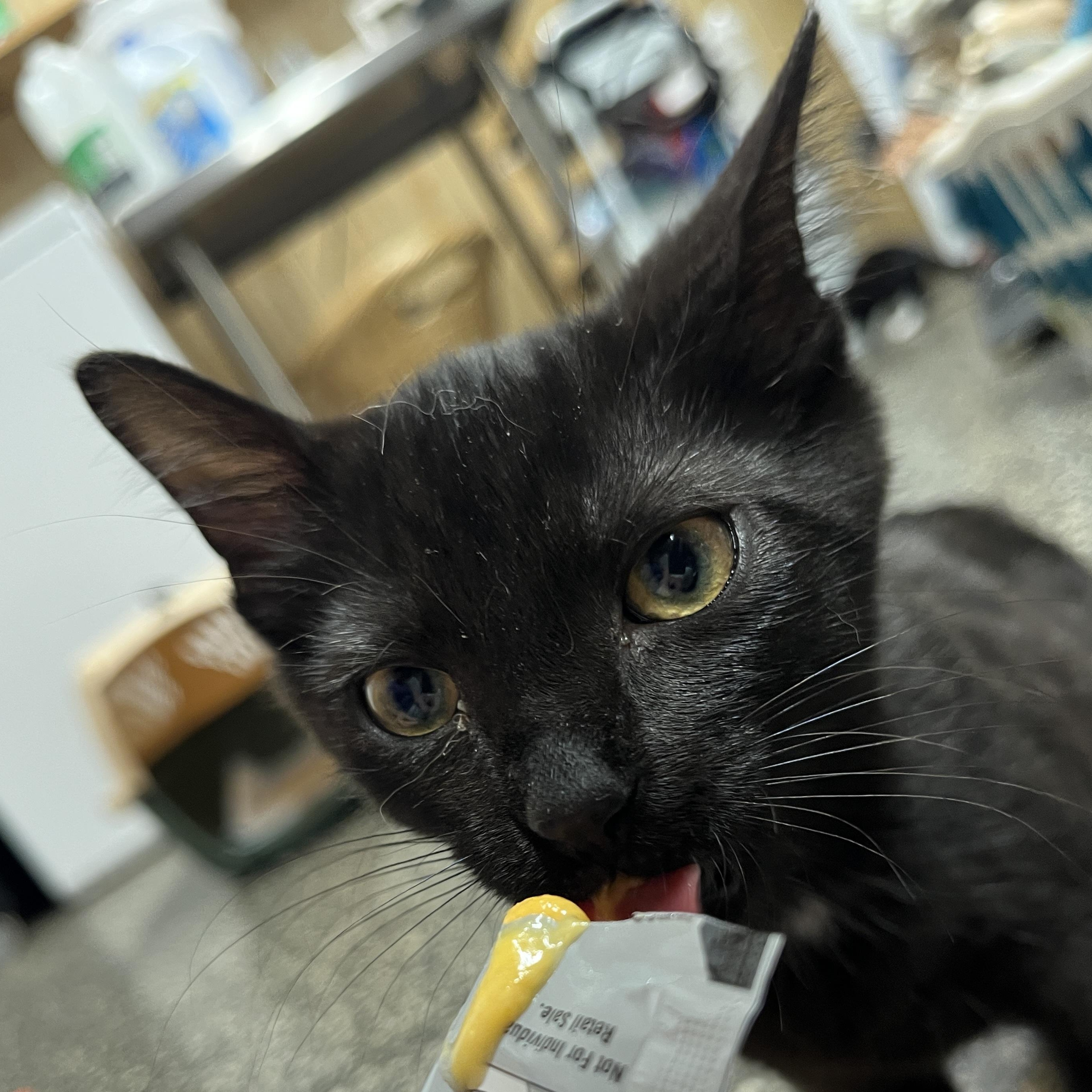 Void, a Adoptable Domestic Short Hair in McKenzie, TN image 3/3